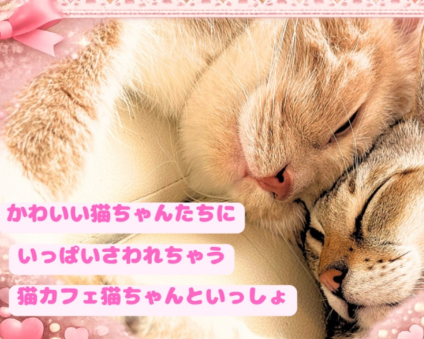 「Catnip横浜みなとみらい」デジタルクーポンで猫ちゃんと仲良くなろう！